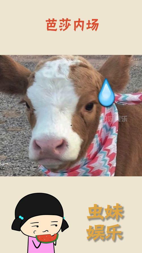 娱乐吃瓜酱笑声